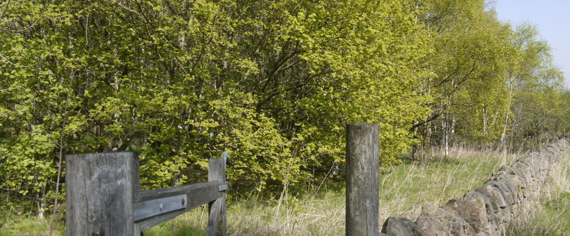 Woodland planted in memory of Gerald and Ethel Haythornthwaite