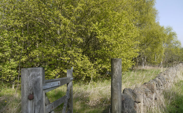 Woodland planted in memory of Gerald and Ethel Haythornthwaite