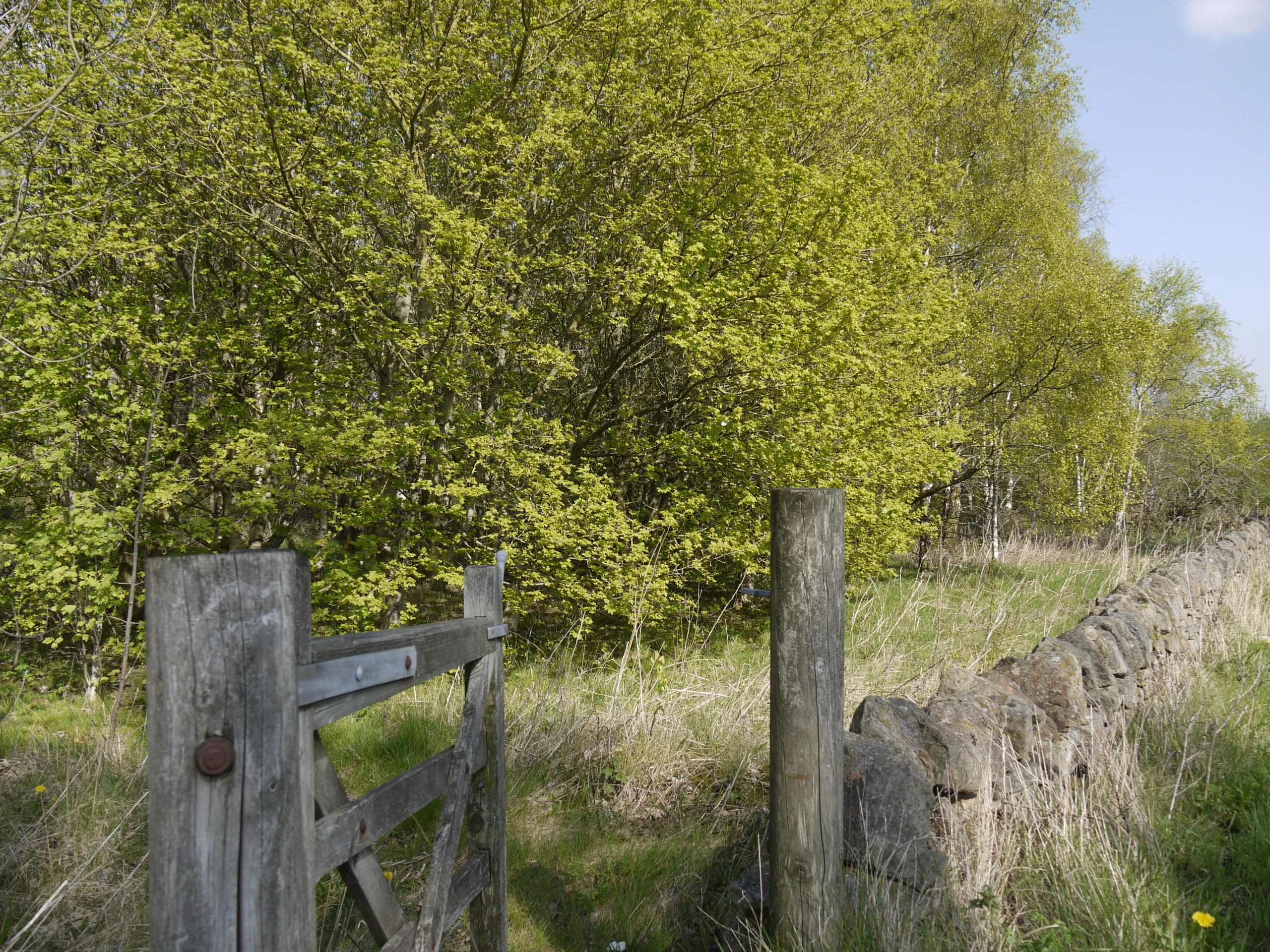 Woodland planted in memory of Gerald and Ethel Haythornthwaite